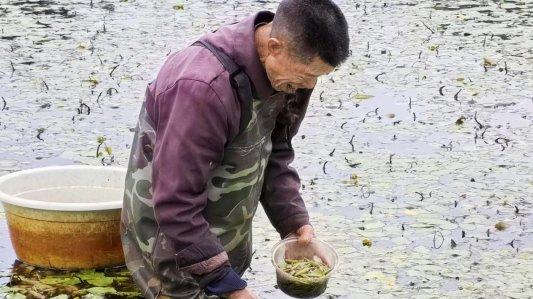 湖北咸丰：深山藏珍味！一池碧水种出好光景