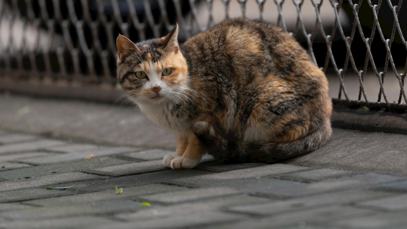 它叫六一，曾是全校的光，如今只剩一地血和花