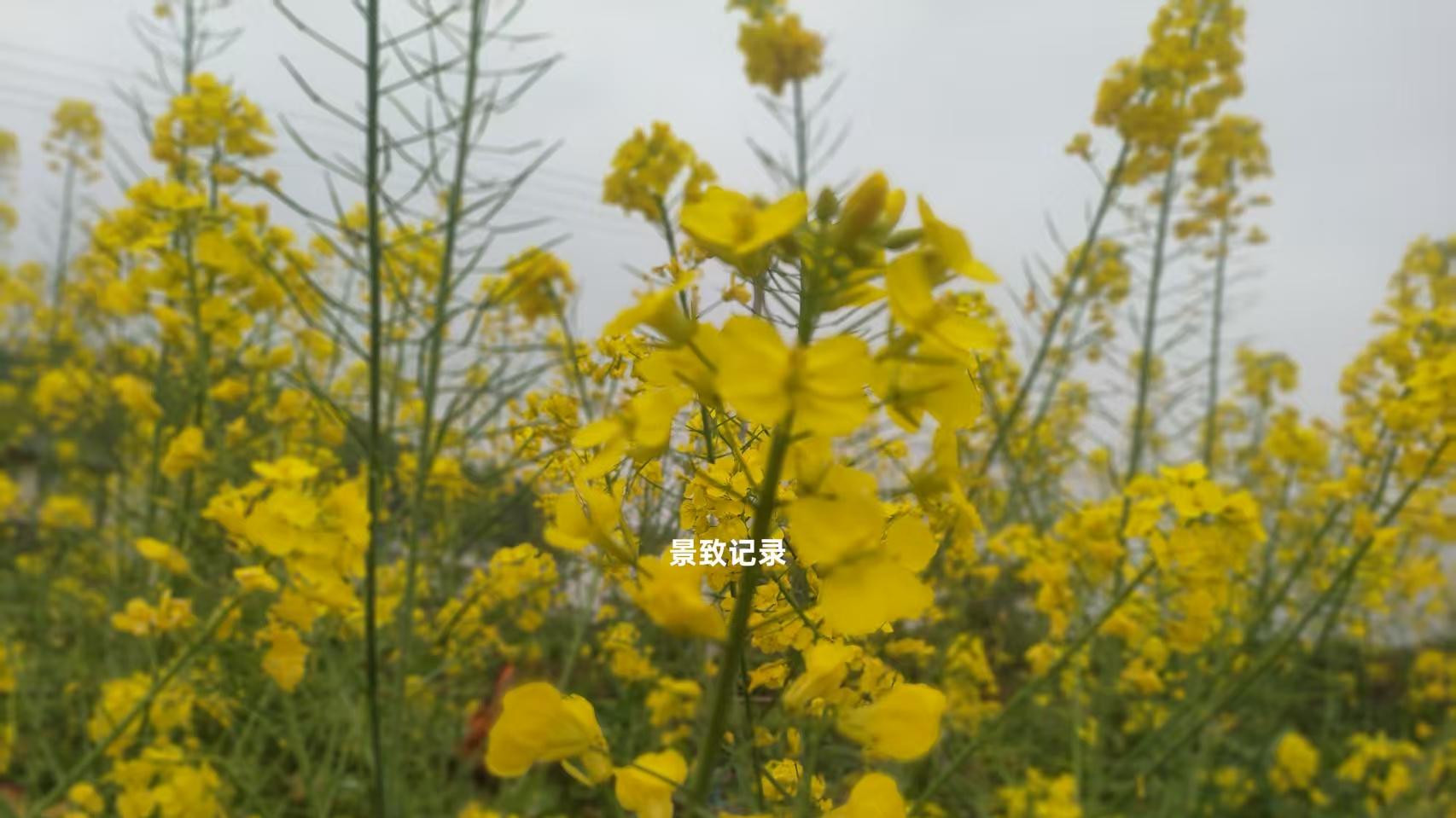 景致记录：狄更斯眼中美国圣路易斯，炎热、烂泥塘、当地人不守时