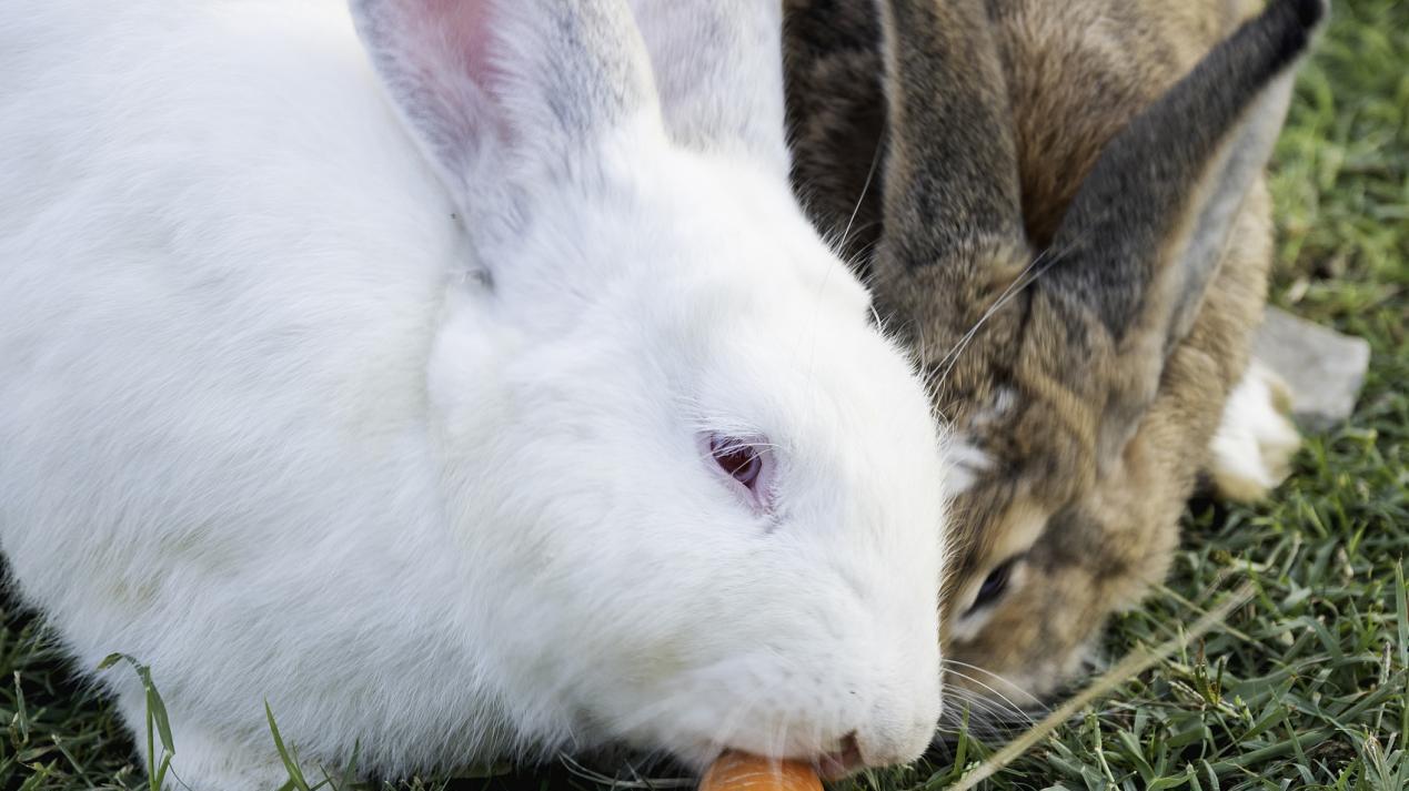 同时买回两只兔子，却有不同的命运。