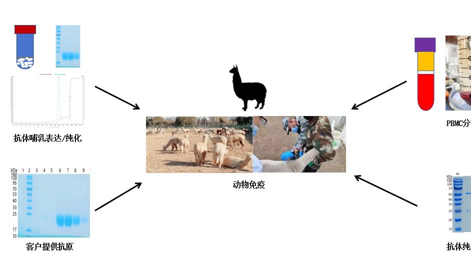 动物免疫技术：抗体研发与疫苗开发的核心支撑技术