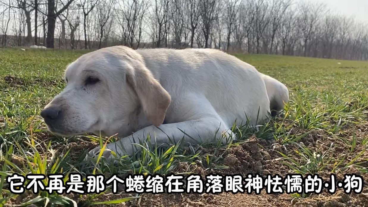 狗狗生病咳嗽不断，主人怕被传染，将狗狗绑在偏僻角落不管不问
