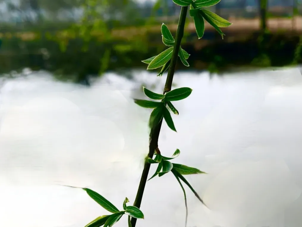 随笔：春日碎碎念（三章）