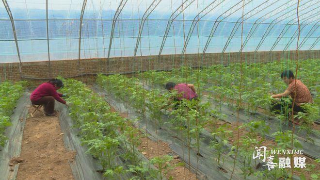 【闻喜】大泽村：特色蔬菜产业绘就乡村振兴好“丰”景