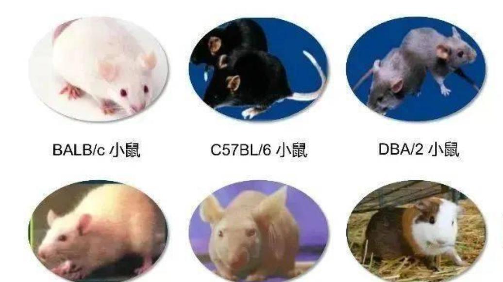 模式动物产业二十年：谁才是主角？