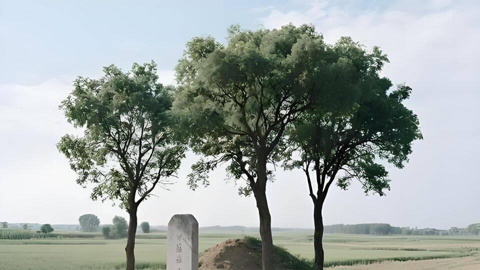 坟头长树好不好？老辈人说：这不是小事，关乎子孙安宁