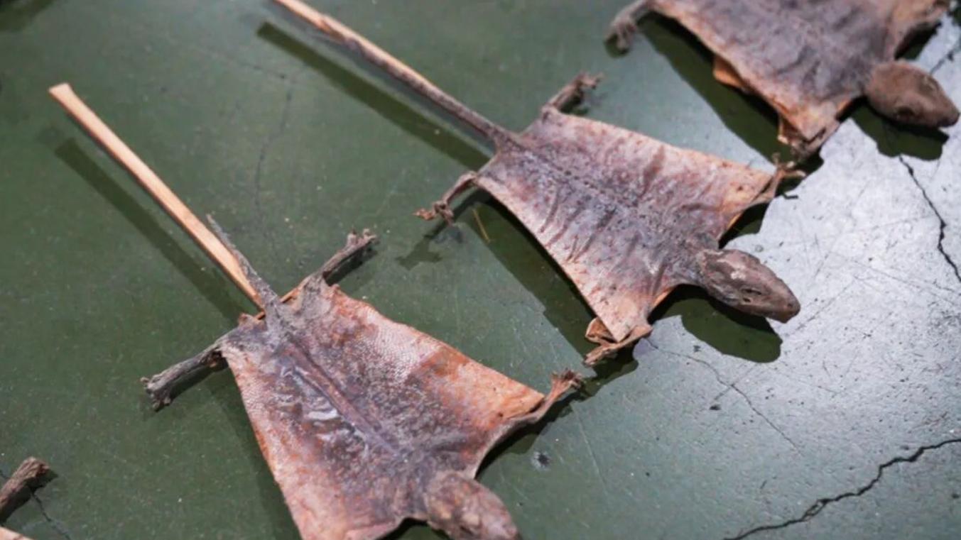 海关律师、走私辩护律师邵丹：查获走私濒危大壁虎制品