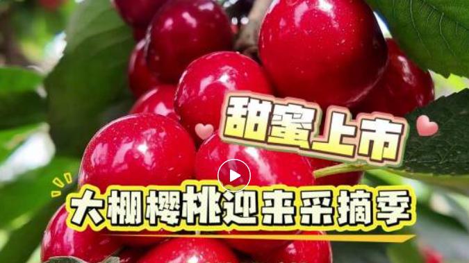 五一寻甜！樱桃满枝红！个大味美，采摘正当时...