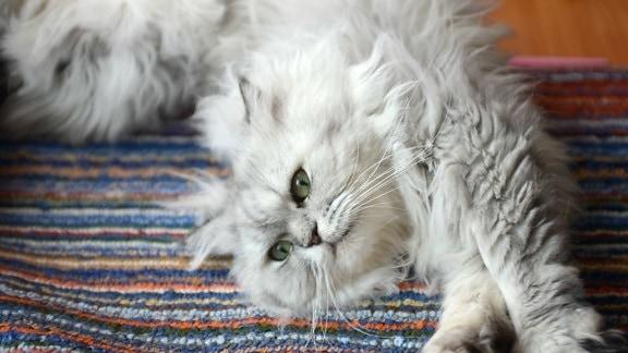 第一次养猫猫粮怎么选？适合新手铲屎官的五款猫粮测评推荐！