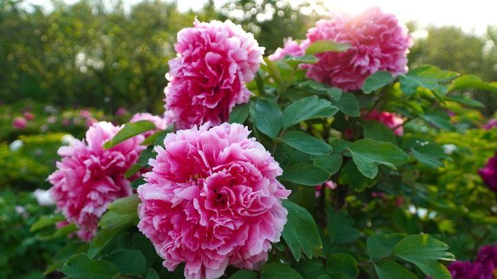 褚晓亮：在菏泽，读懂这封“牡丹来信”｜新华走笔