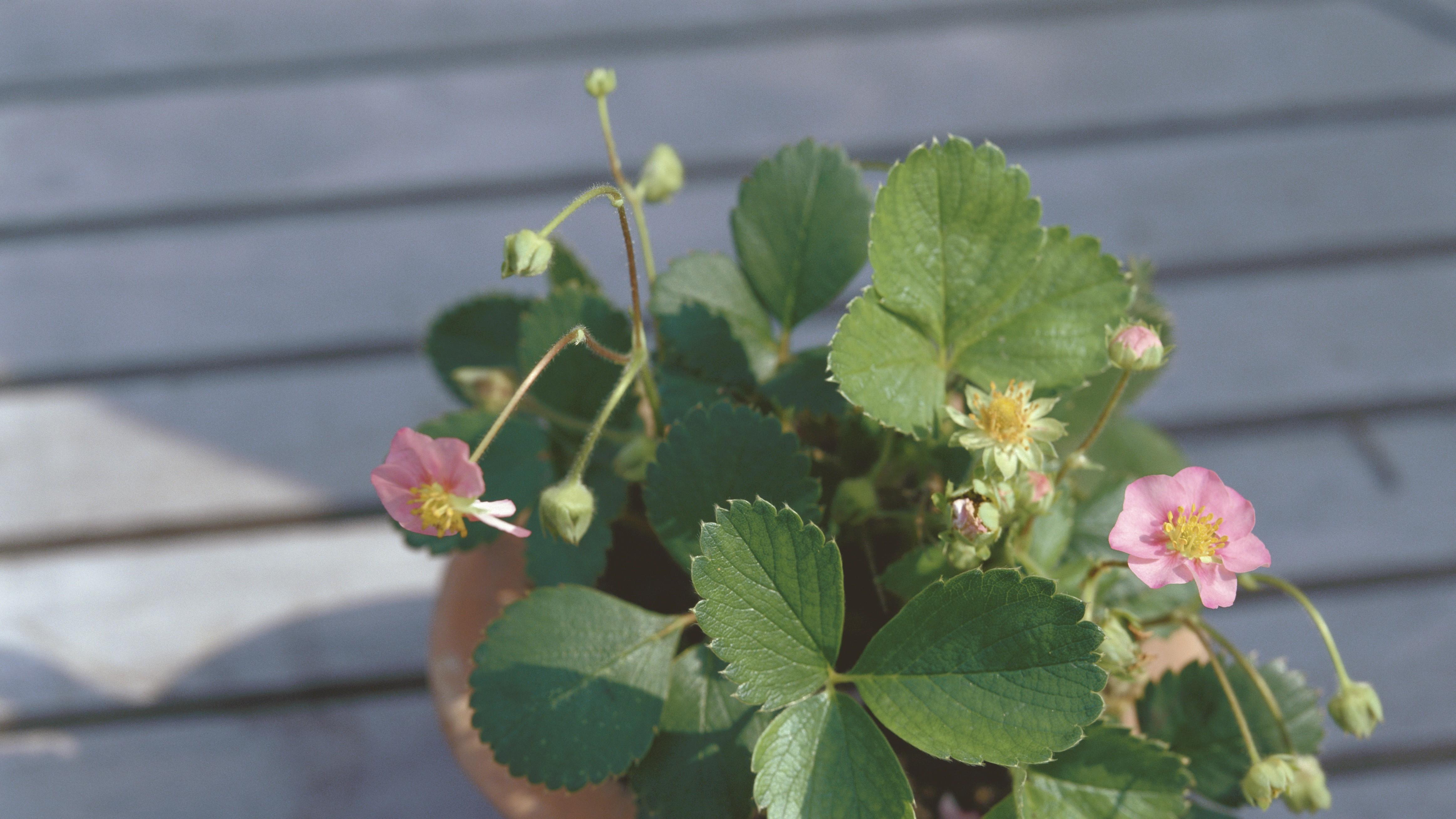 AI连跑两周就能交付？组织先被洗了一遍