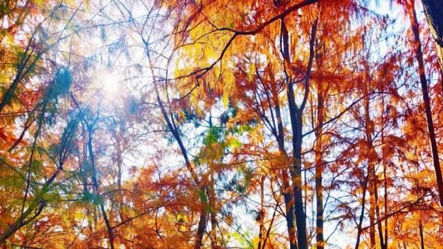 上海月湖雕塑公园探险乐园等你来打卡！