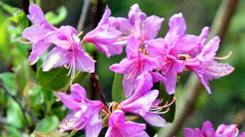 岭南深山里的“止咳圣手”——紫花杜鹃