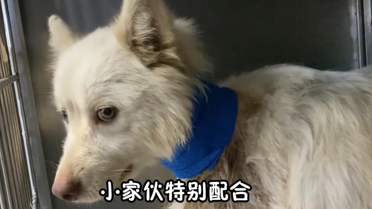 狗狗因病被主人无情抛弃，所幸遇到好心人暖心救助，才能逆境求生