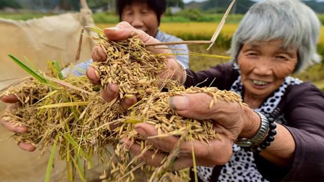 种粮之困：一斤稻谷售价，低于一瓶矿泉水