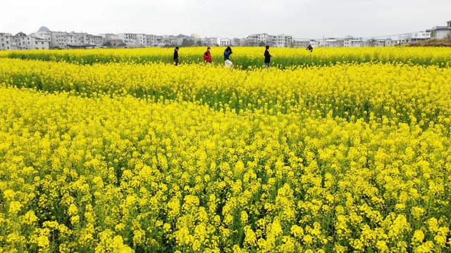3月旅游，湖南郴州油菜花美景攻略！