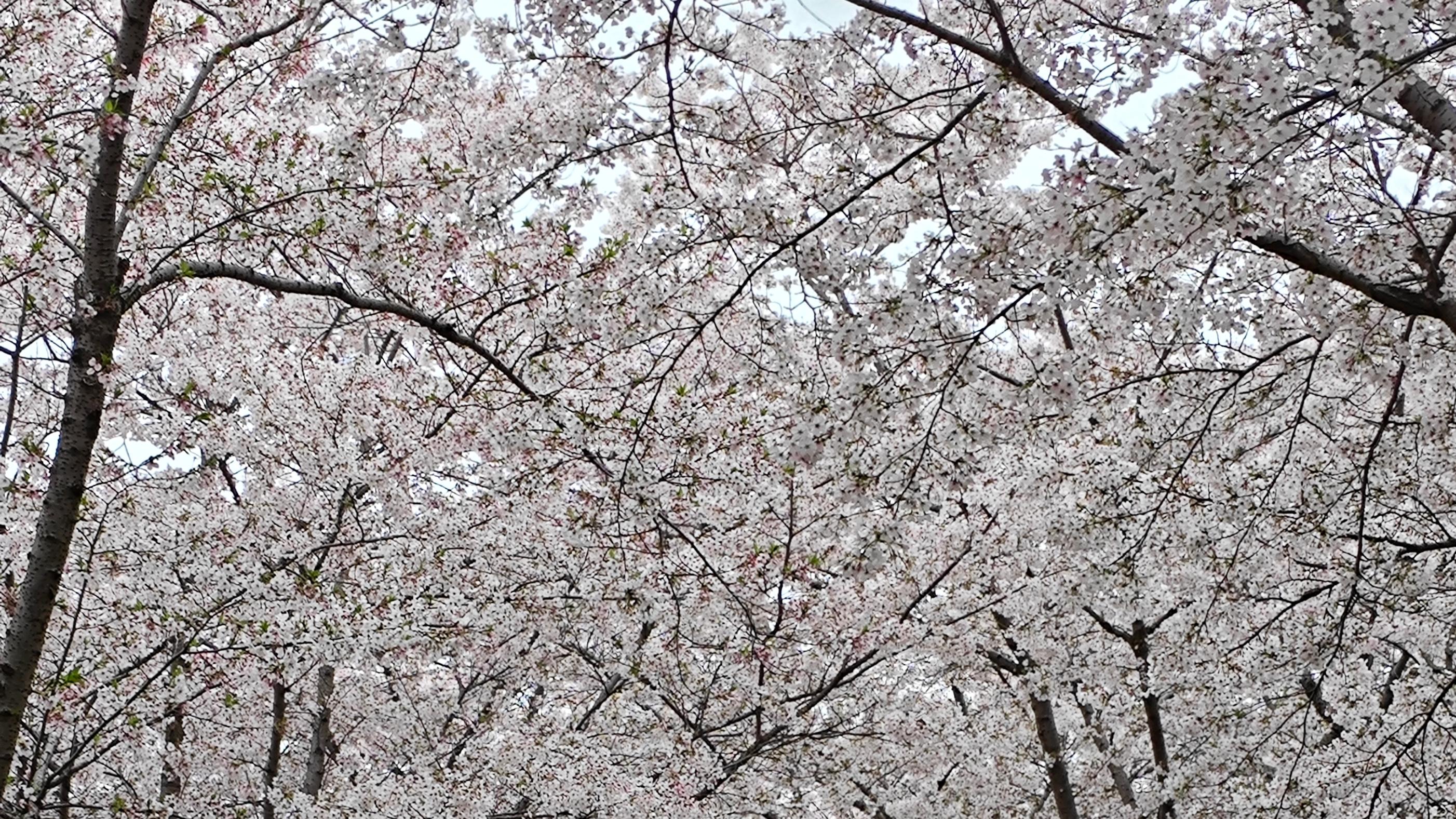 逛扬州，它就在那里，年年岁岁！