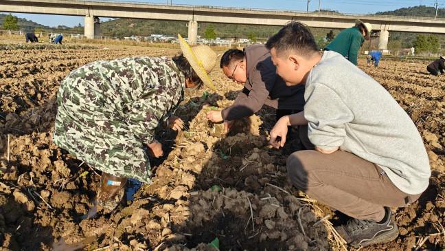 湖南永兴：田埂“夜灯”亮 天空“雁”护航