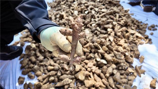 向下扎根 向上生长｜东方药林开展春日种植主题实践，在躬耕中感悟成长力量