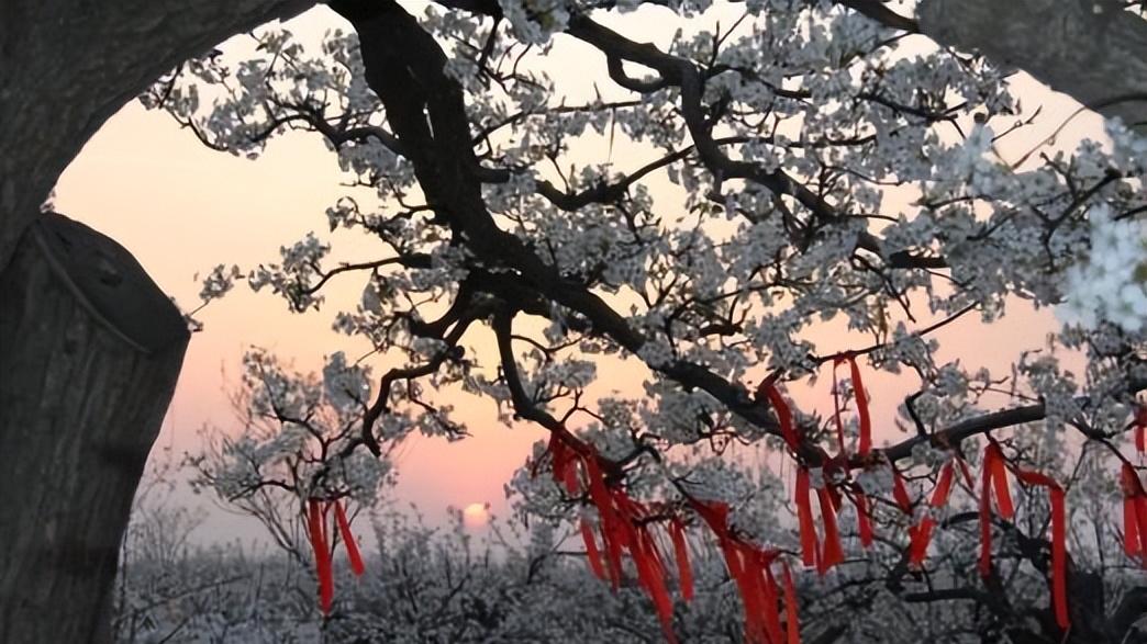 河北博野：启动乡村生态游活动，擦亮梨文化核心旅游品牌