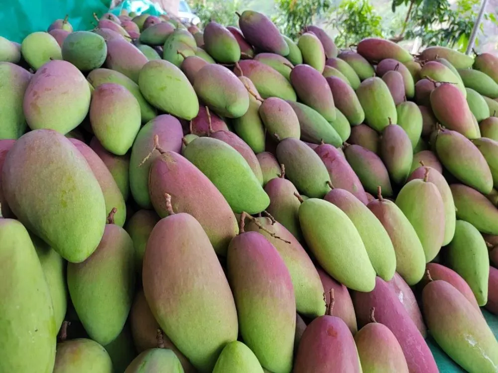 川滇明珠网：会东芒果，地理标志加持的川滇高原美味