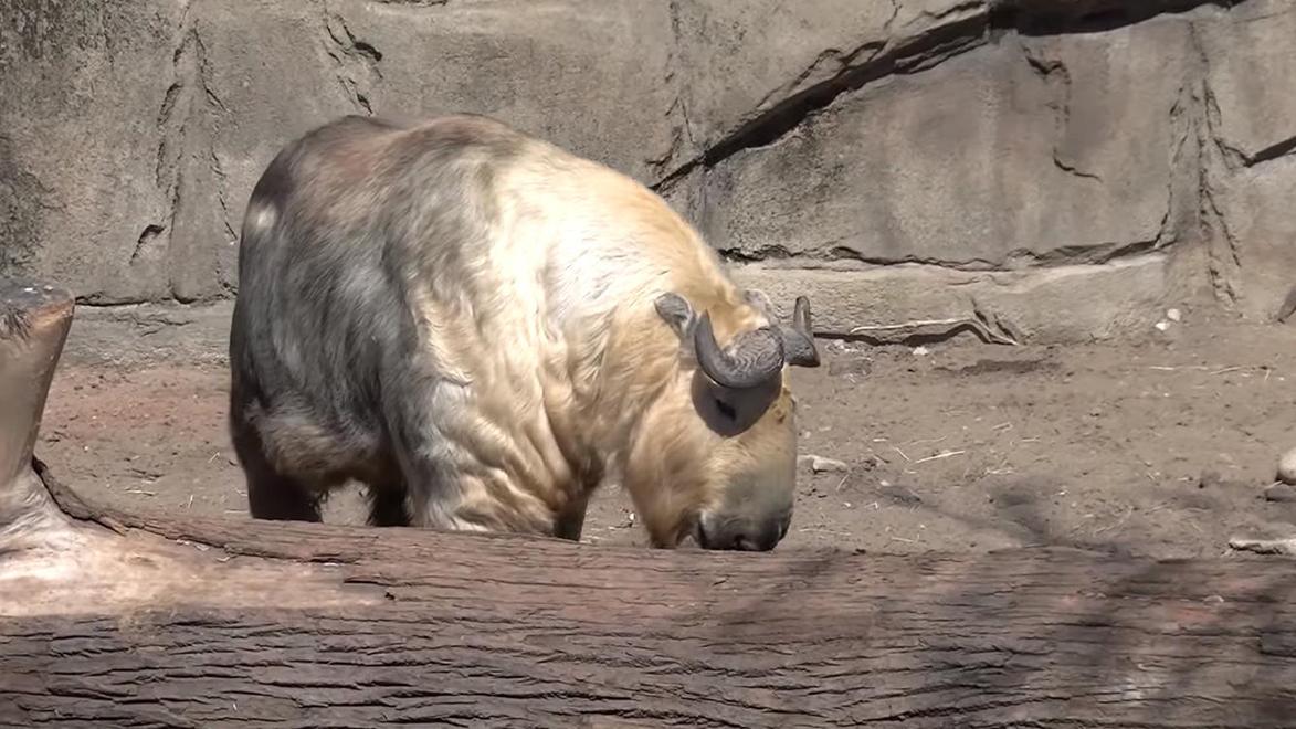 四川阿坝州发现大量“六不像”，集体在山沟觅食，实力可比肩老虎