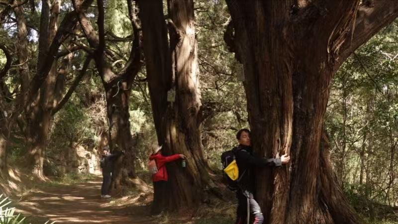 日常世界的韵律 ——一个行走者的发现