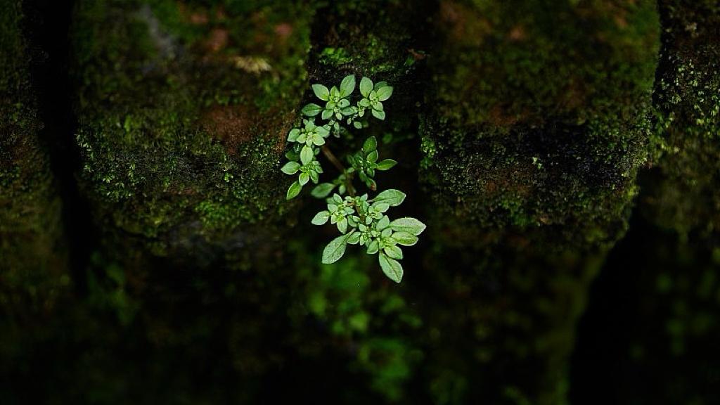 春节凭什么成了“全球节”？