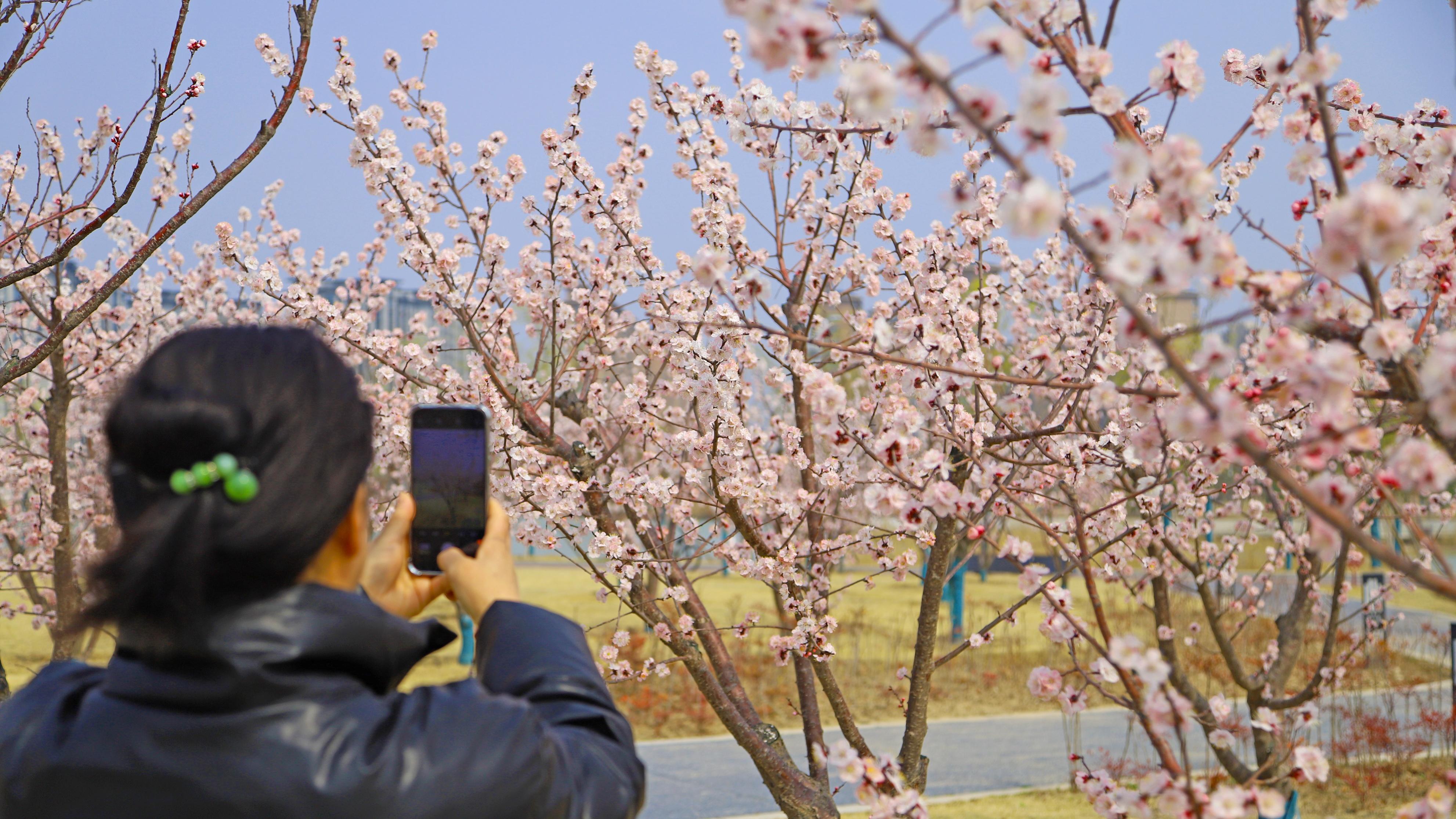 杏花如雪映湖光 尧梦公园春意浓（组图）