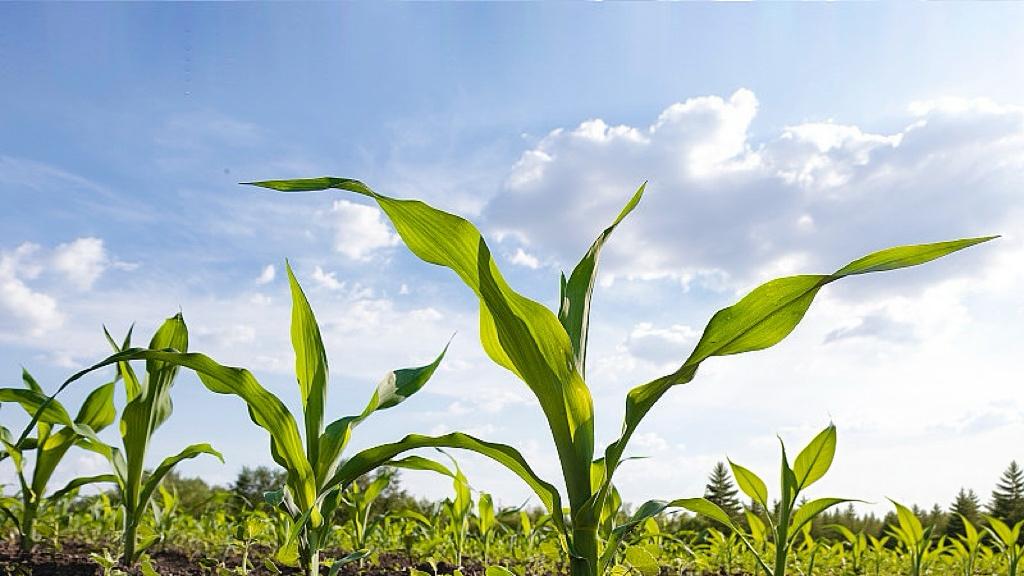 票价降了、观众回来了，但真正变局才刚开始