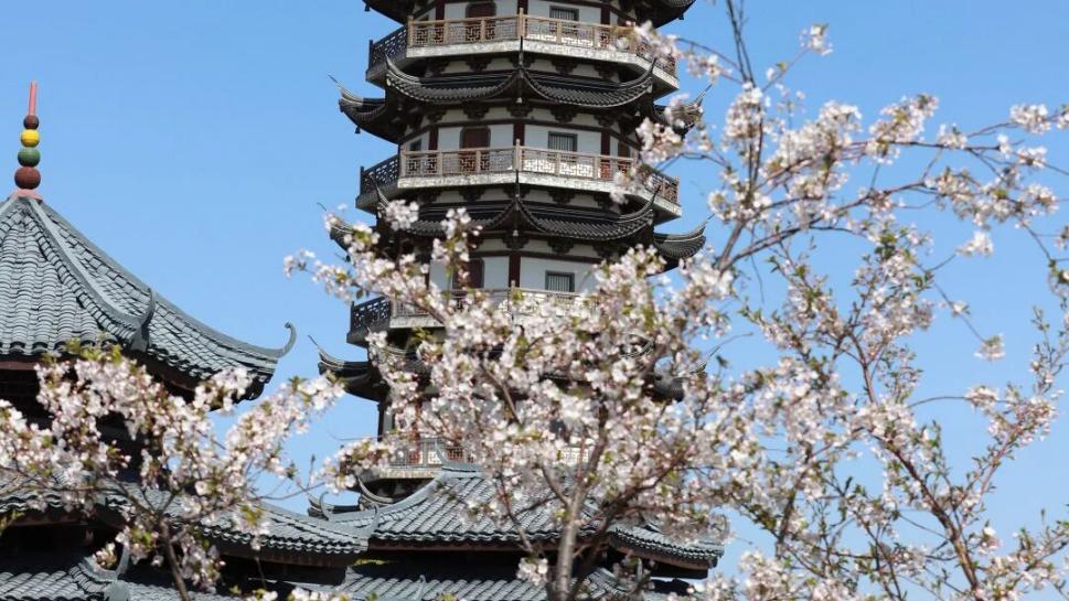 一树绯云一树诗，海湾这几处赏樱地别错过！