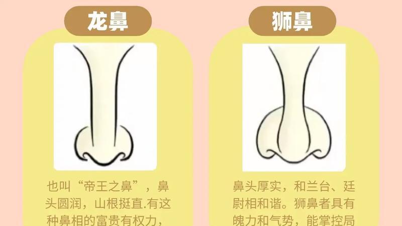 从鼻子看夫运面相学解读