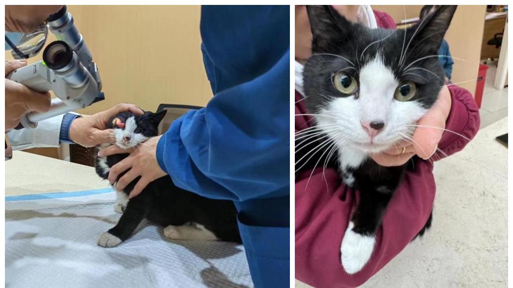 对话瑞派宠物医生：手术刀能抵达的深度，更见医者仁心的温度与担当