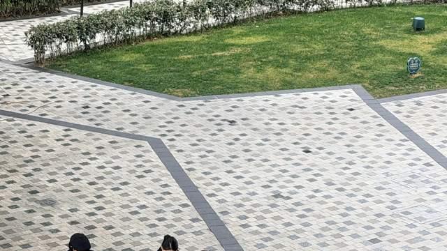 上海街头奇遇：车内惊现小马驹，竟是00后员工的“自选年终奖”