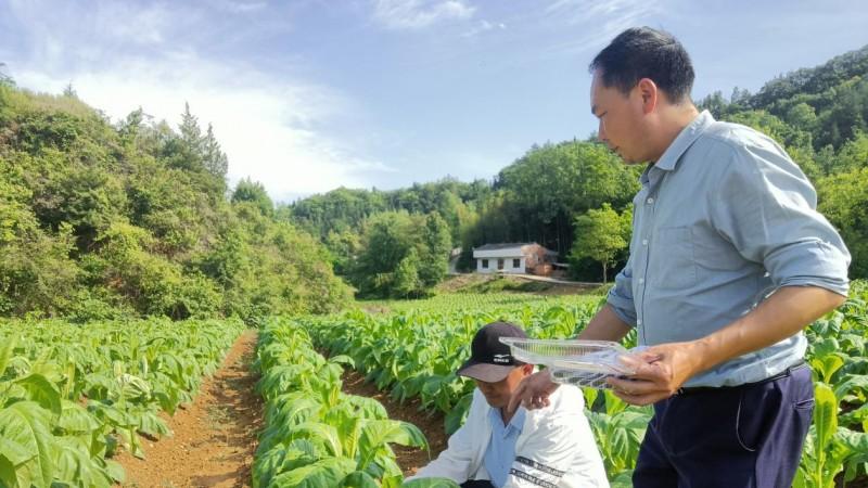 湖北房县：“土”休假，“虫”上岗，“机”帮忙—山里有群新管家