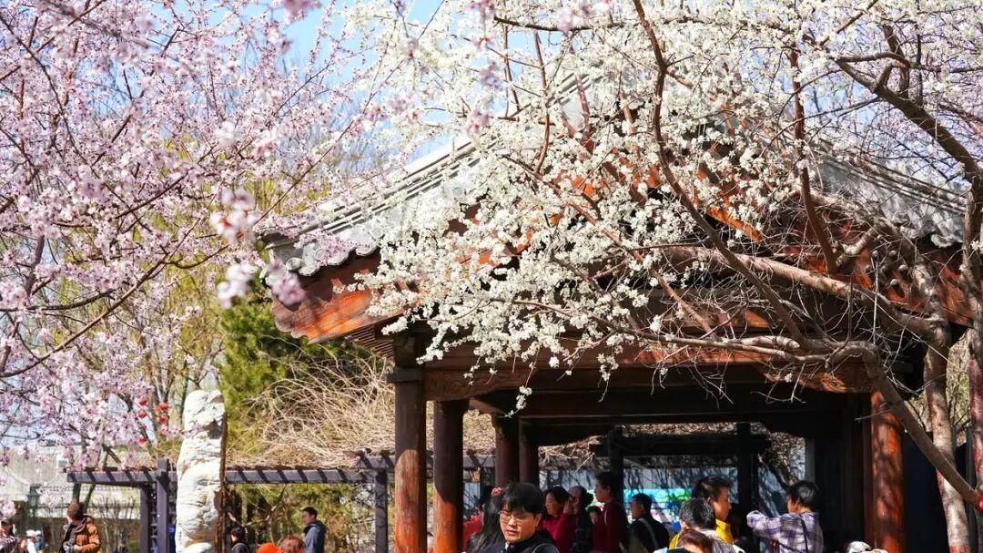 “春日繁花”如何激活京城的空间进化？