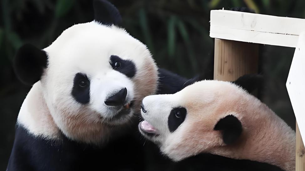 2026大熊猫繁育天团就位！顶流退赛，这届大熊猫相亲局太好嗑！