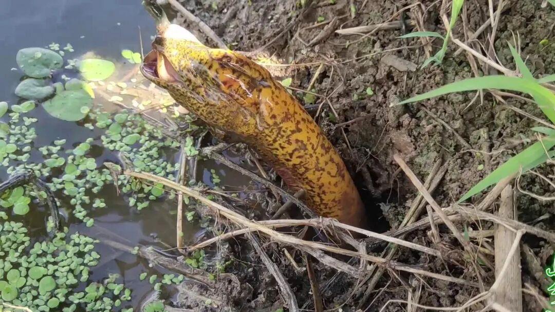 黄鳝流血都不松口，它傻还是不怕疼？小飞哥：原来是生存策略！