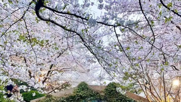 郑州梦溪园：北方城市里的江南缩影，一步一景皆是婉约韵致