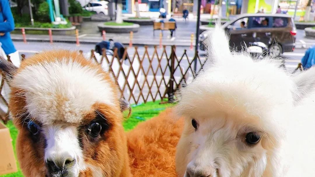 重大胜利：三明市城市伴侣动物保护与管理办法（草案征求意见稿）出台