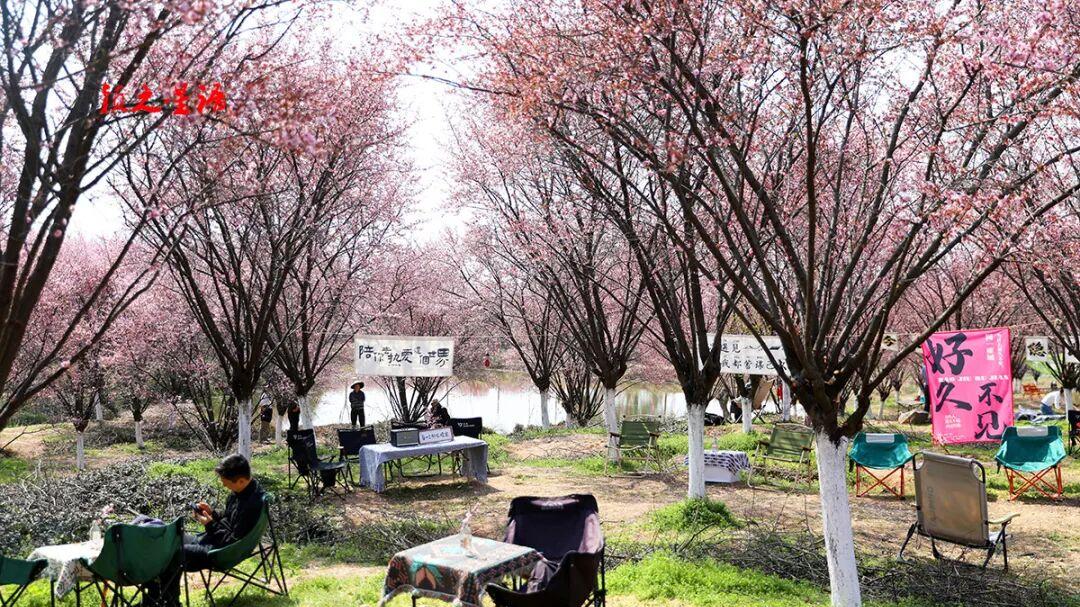 荷花塘岗美人梅，冷水孔红粉佳人樱，谁更美？