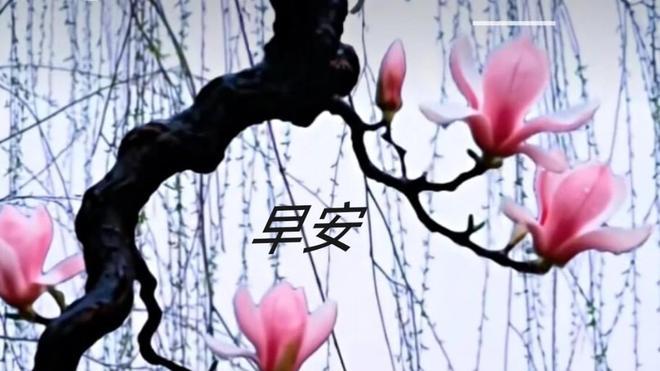 清明时节，春和景明，正是踏青赏花、感受春日生机的好时机