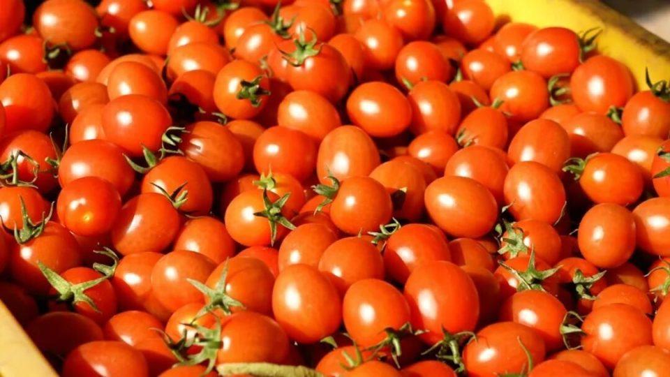 城区15分钟直达！太和爆汁小番茄开园采摘，边摘边吃甜到跺脚