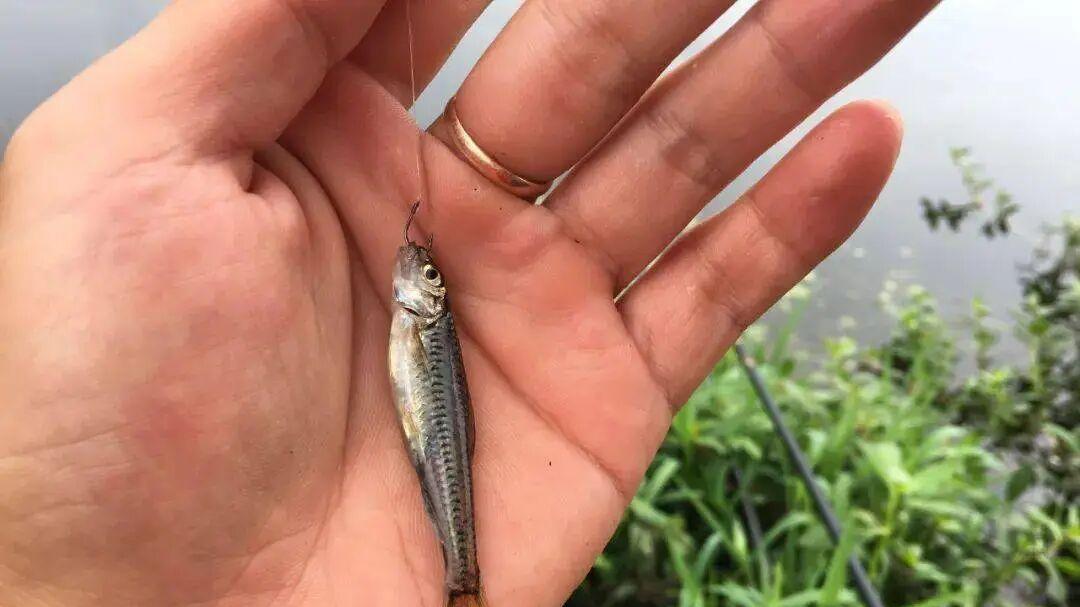 过年返乡野钓，空军3天被告知禁渔成效显著？答案出乎意料！