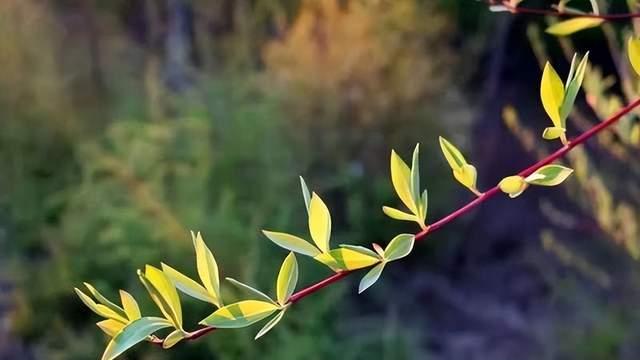 珍惜这一抹新绿