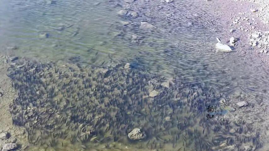 鱤鱼巡游如虎，鳊鱼吓到僵直！航拍曝光长江水下“血脉压制”现场 面对一米“水老虎”，鳊鱼为何不逃反而“