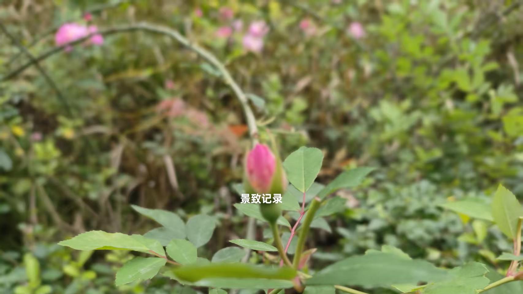 景致记录：狄更斯在美国的朋友被猪包围，听印第安人被迫离乡