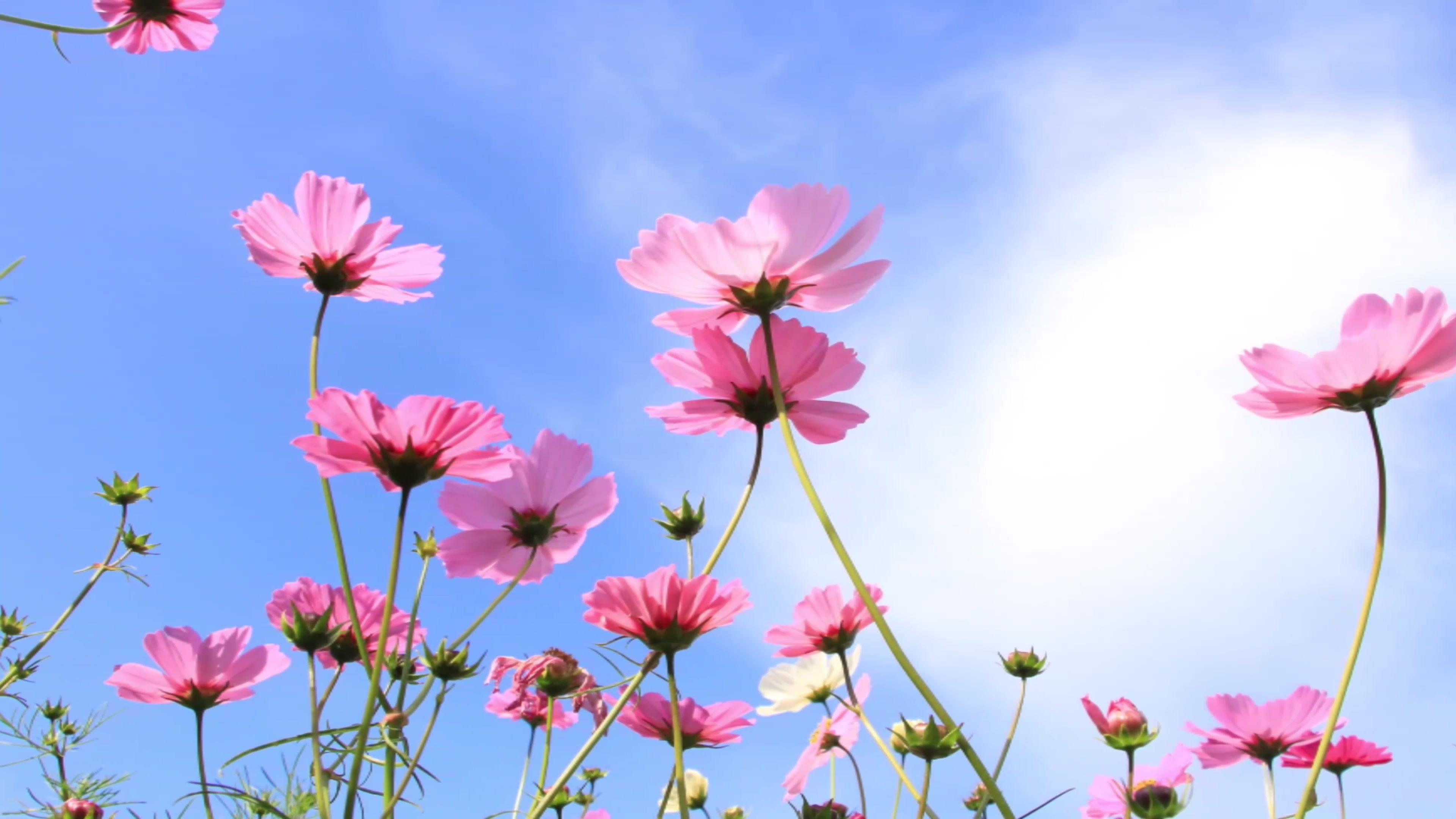 【灵异故事】堕了胎的人，这样忏悔，可以减轻罪业！