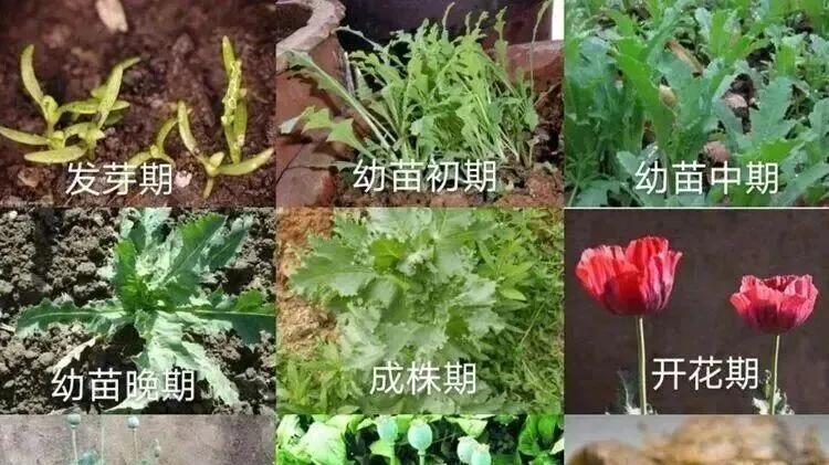 一株也违法！正安公安查获一起非法种植罂粟案