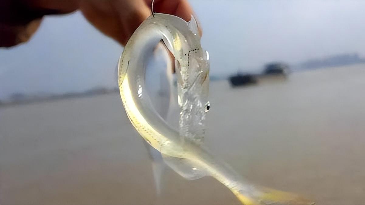 通体透明的银鱼，无红血也无红肌，为什么能够活下来？